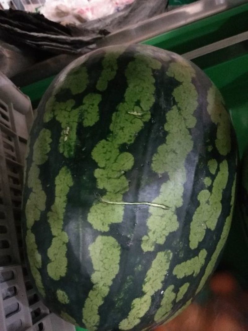 金城5号西瓜10斤打底8成熟1茬
