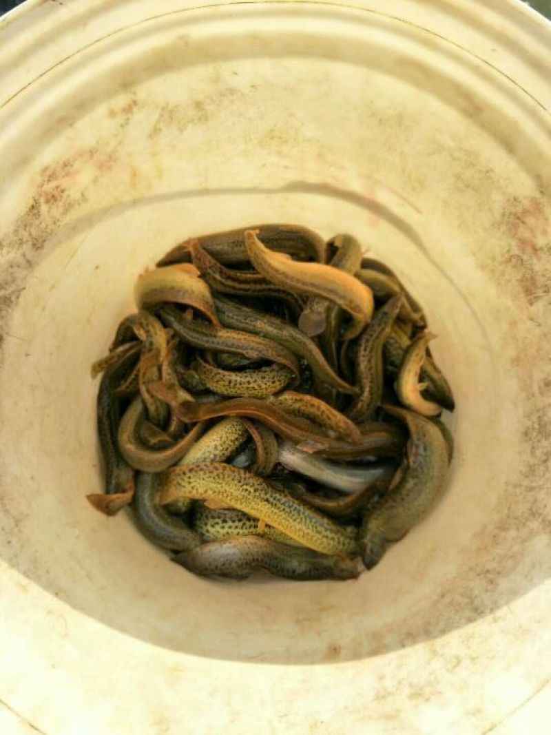 青色泥鳅8~10cm人工养殖食用