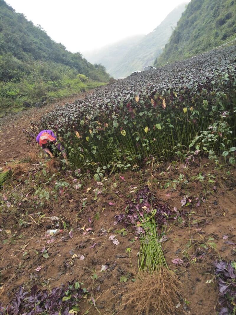 板蓝根苗