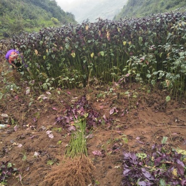 板蓝根苗