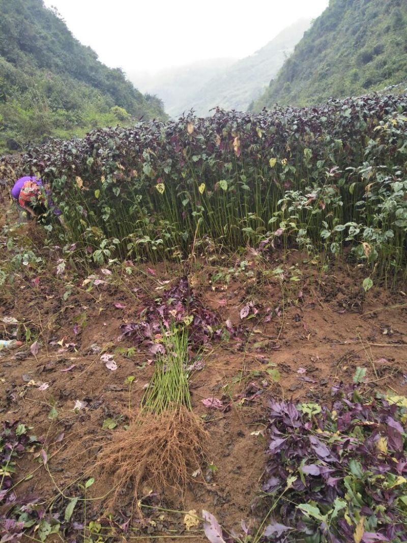 板蓝根苗