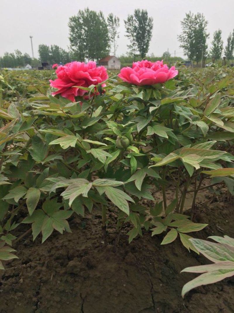 优质牡丹花，包成活包开花牡丹