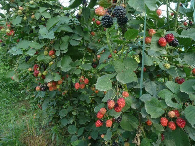 野生树莓苗双季红树莓覆盆子树苗黑莓南方北方种植盆栽地栽果