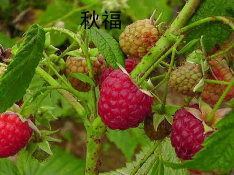 野生树莓苗双季红树莓覆盆子树苗黑莓南方北方种植盆栽地栽果