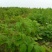 野生树莓苗双季红树莓覆盆子树苗黑莓南方北方种植盆栽地栽果