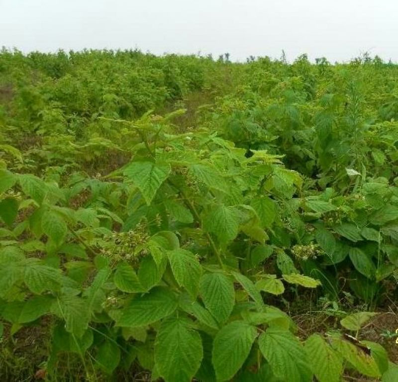 野生树莓苗双季红树莓覆盆子树苗黑莓南方北方种植盆栽地栽果