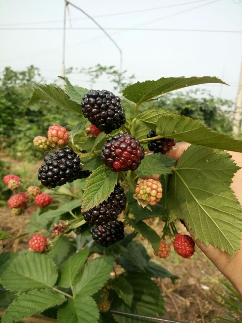 野生树莓苗双季红树莓覆盆子树苗黑莓南方北方种植盆栽地栽果