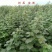 野生树莓苗双季红树莓覆盆子树苗黑莓南方北方种植盆栽地栽果