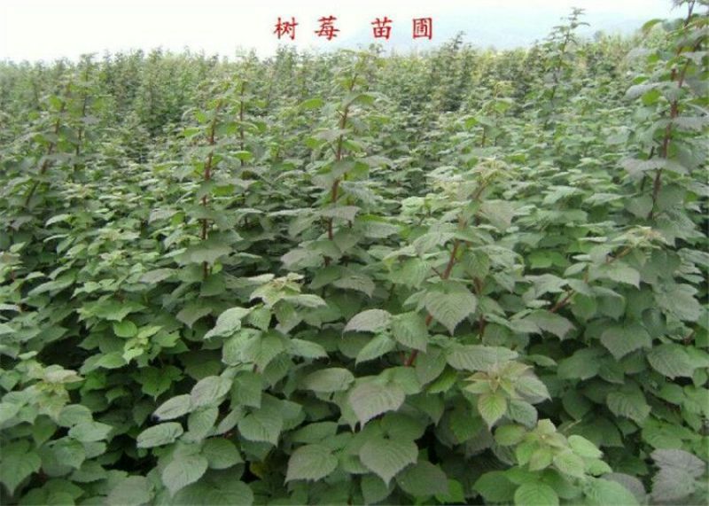 野生树莓苗双季红树莓覆盆子树苗黑莓南方北方种植盆栽地栽果