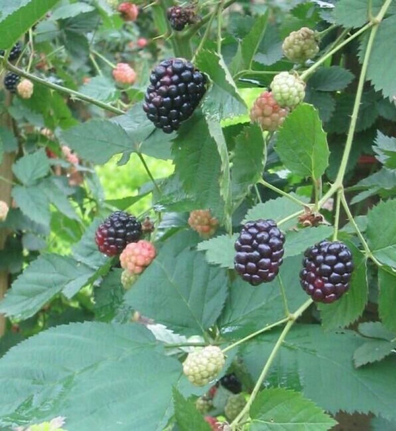 野生树莓苗双季红树莓覆盆子树苗黑莓南方北方种植盆栽地栽果