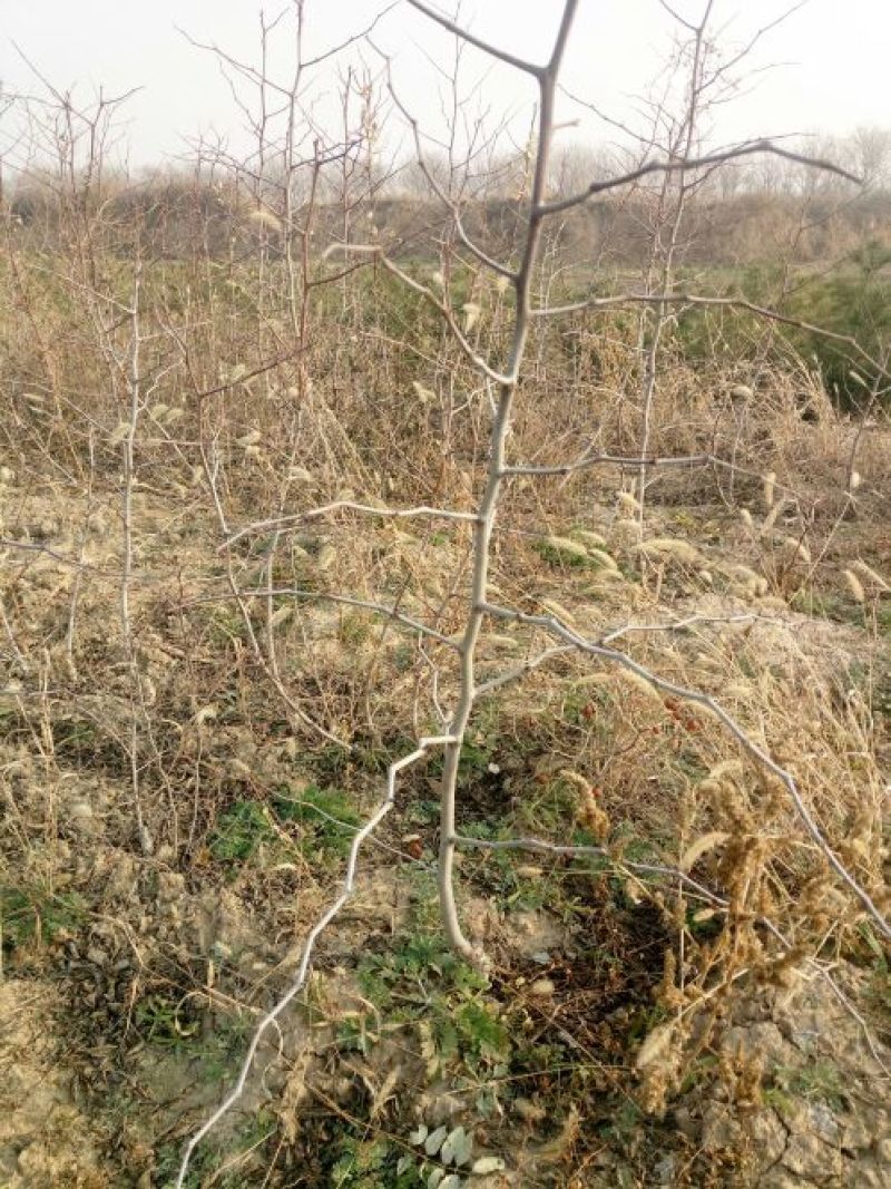 冬枣树苗50公分