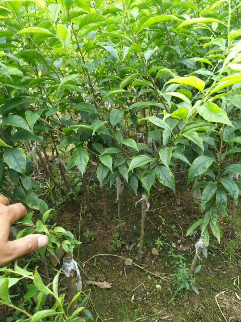 三华李树苗40~50cm