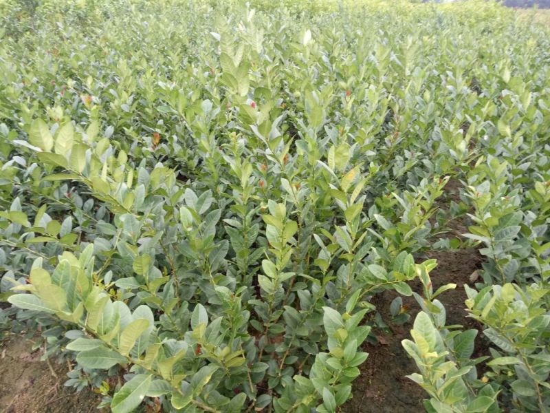 香水柠檬树苗50~80cm