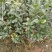 香水柠檬树苗50~80cm