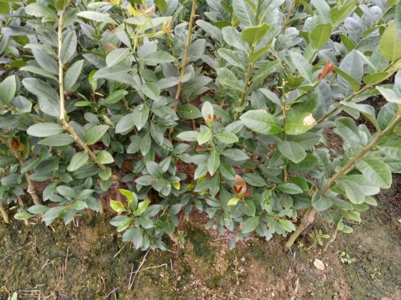 香水柠檬树苗50~80cm