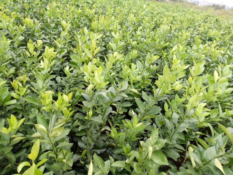 香水柠檬树苗50~80cm