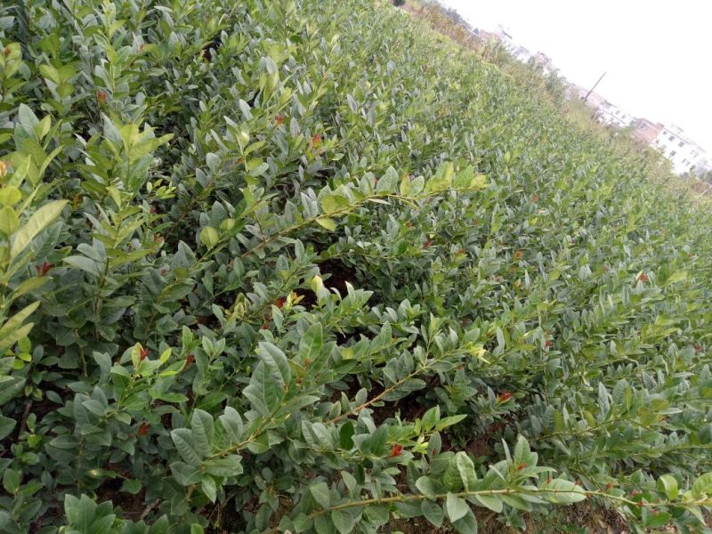 香水柠檬树苗50~80cm