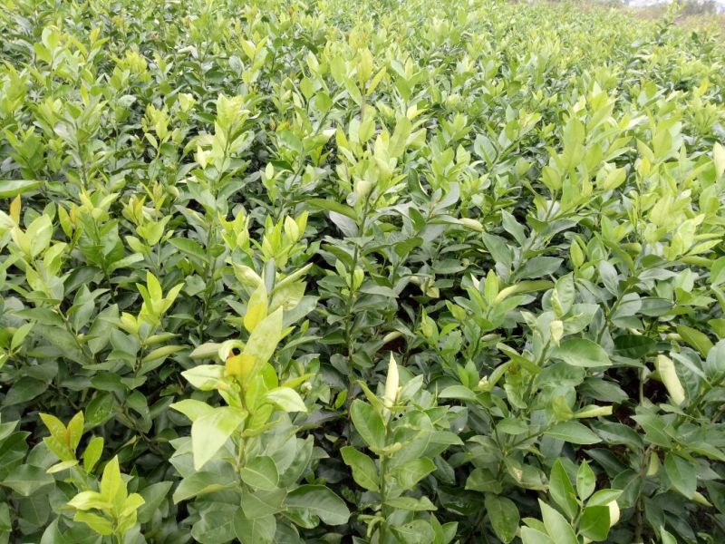 香水柠檬树苗50~80cm