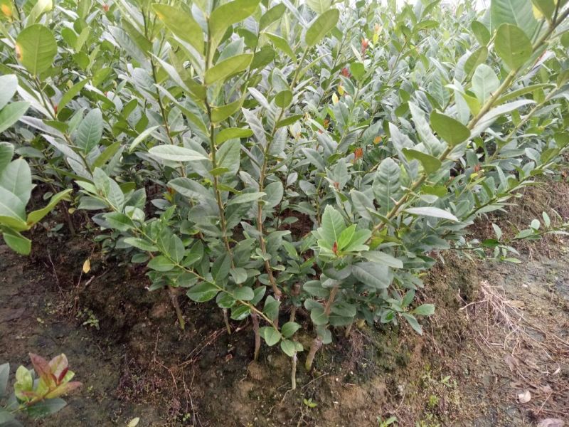 香水柠檬树苗50~80cm