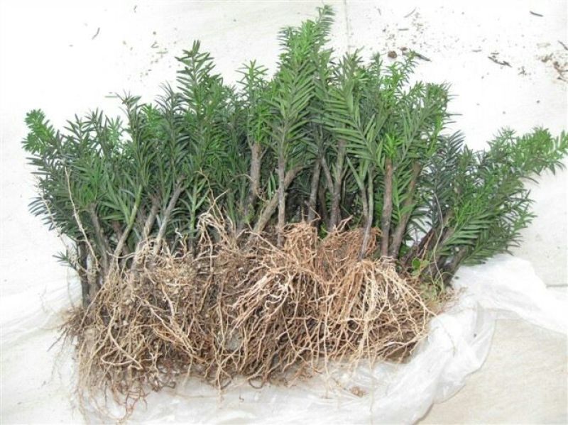 正宗南方红豆杉树苗果子曼地亚办公室内盆景盆栽发财树大型绿