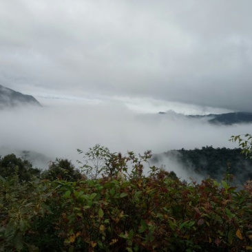 野生石蜂蜜文山老君山野生崖蜂蜜