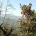 野生石蜂蜜文山老君山野生崖蜂蜜