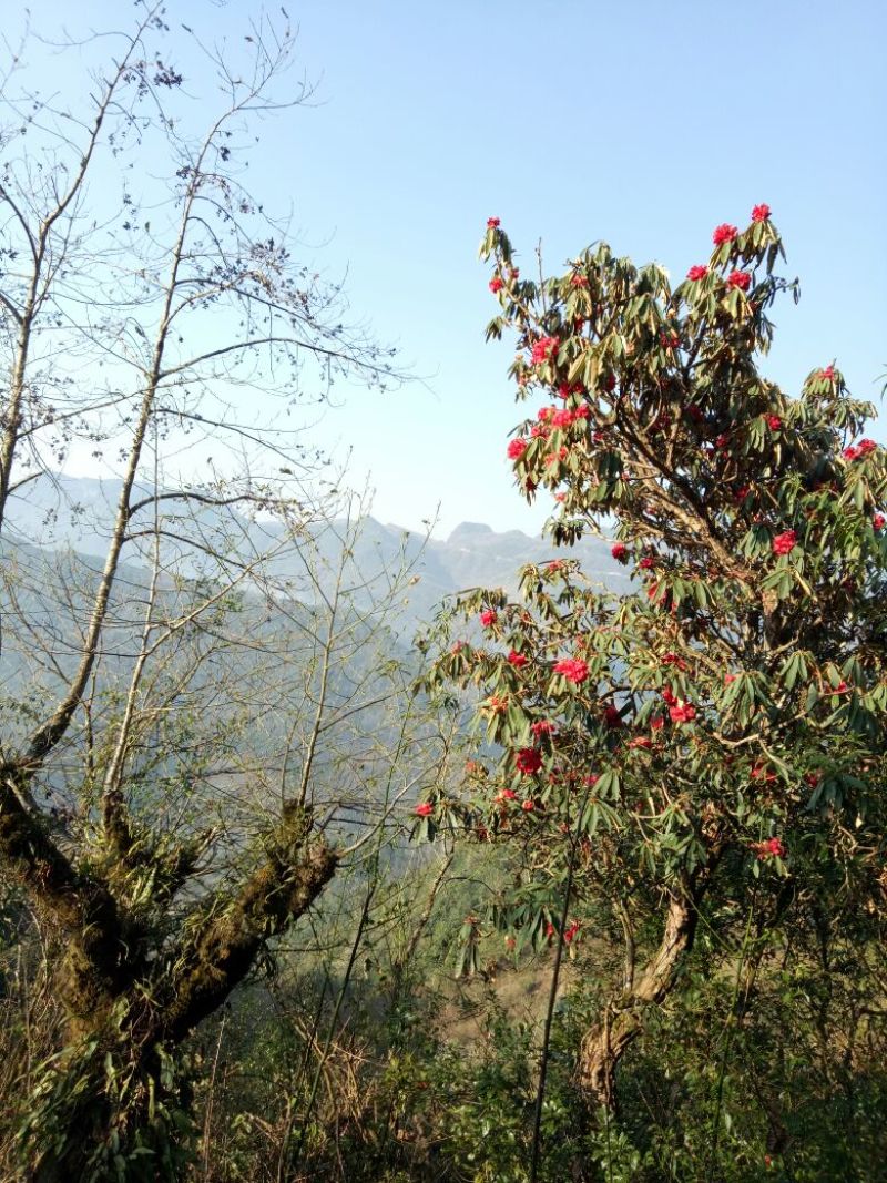 野生石蜂蜜文山老君山野生崖蜂蜜
