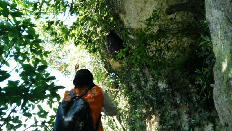野生石蜂蜜文山老君山野生崖蜂蜜