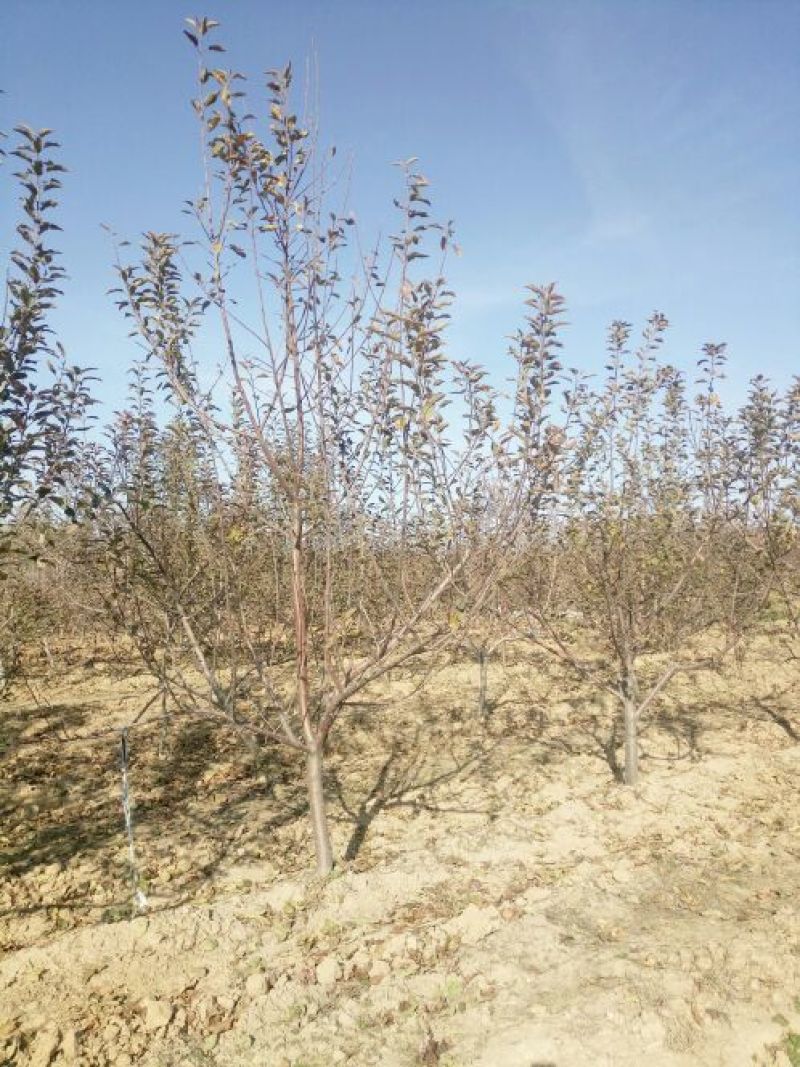 苹果树4~6cm20cm以上2.5~3米