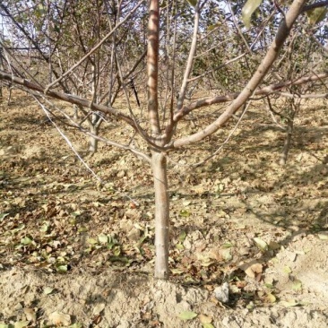 苹果树4~6cm20cm以上2.5~3米