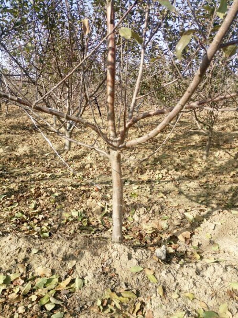 苹果树4~6cm20cm以上2.5~3米