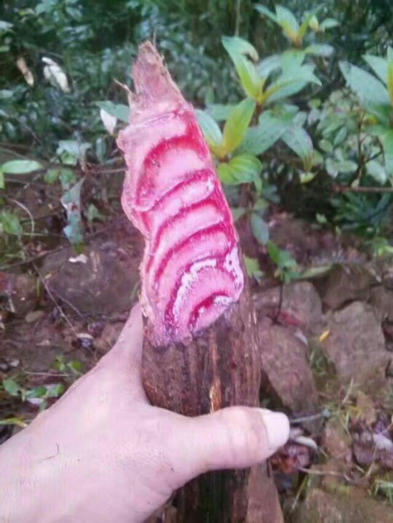 乌骨藤鸡血藤又别名血风藤