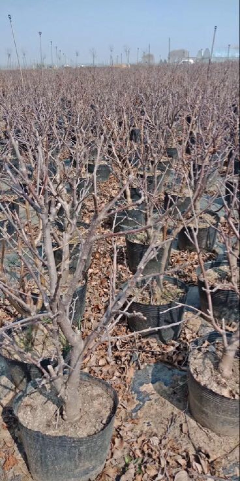 苹果树盆景10~20cm