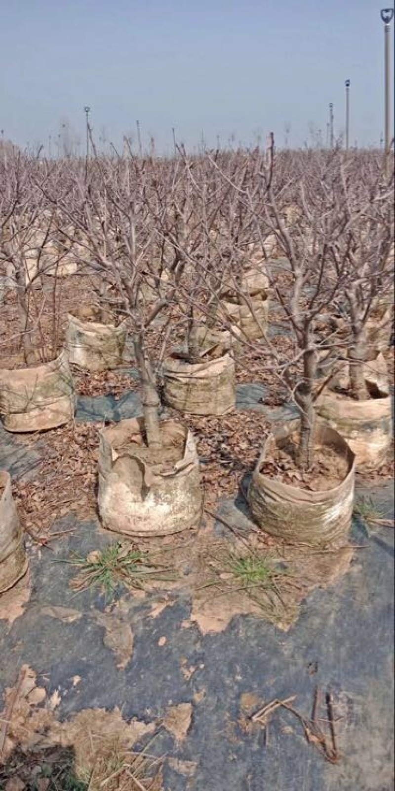 苹果树盆景10~20cm