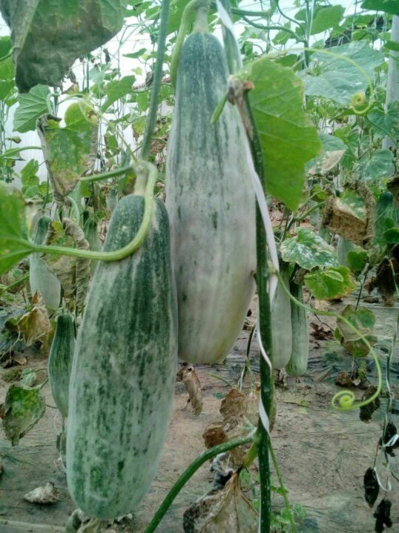 羊角蜜甜瓜0.5斤以上
