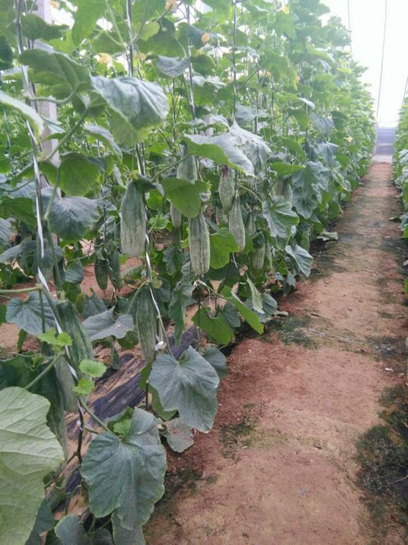 羊角蜜甜瓜0.5斤以上