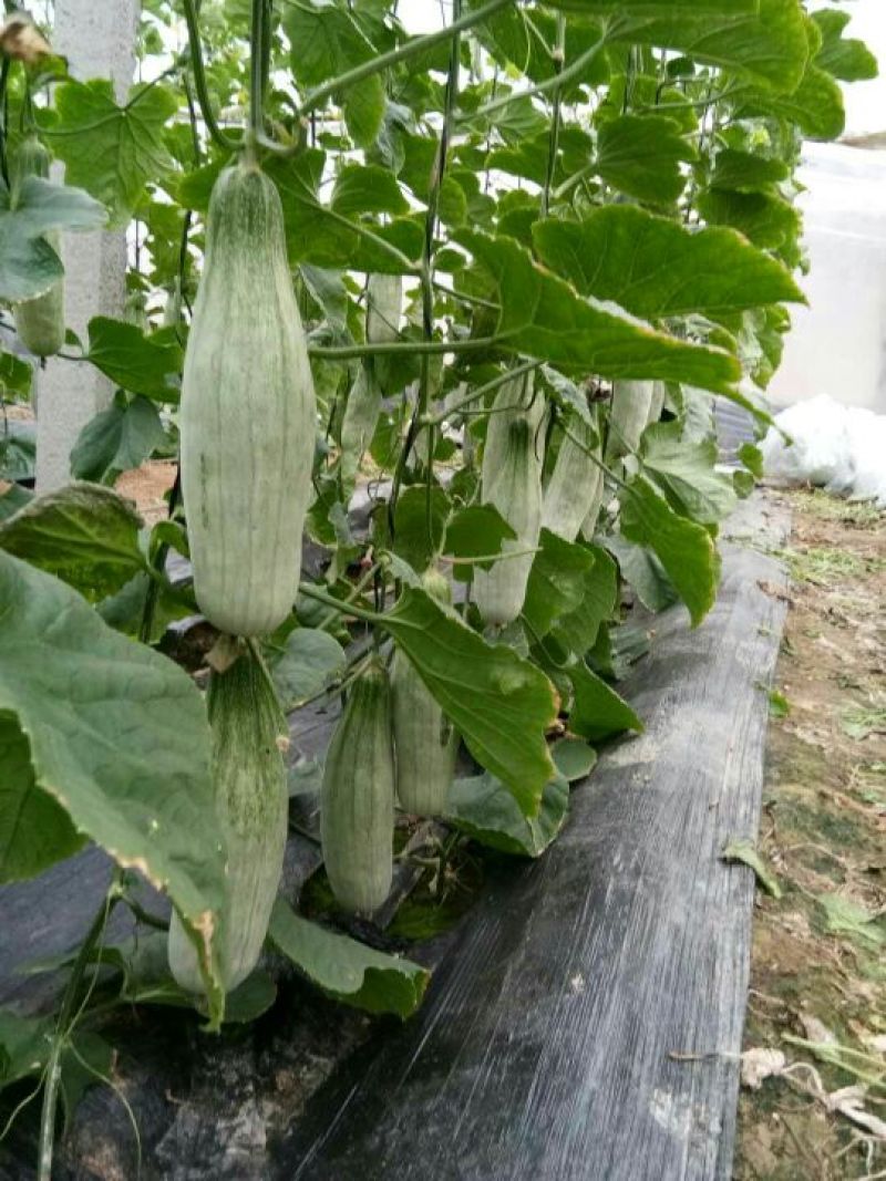 羊角蜜甜瓜0.5斤以上