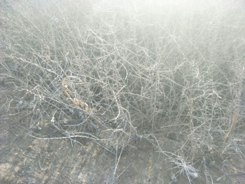 黑枸杞苗2年