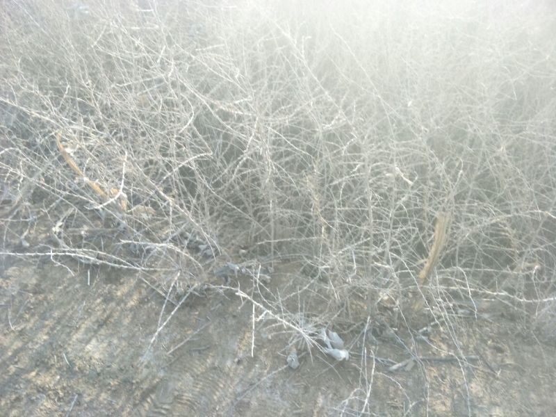 黑枸杞苗2年