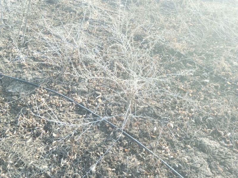 黑枸杞苗2年