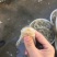 皮皮虾冻虾