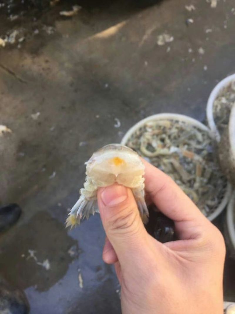 皮皮虾冻虾