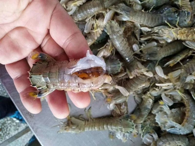 皮皮虾冻虾