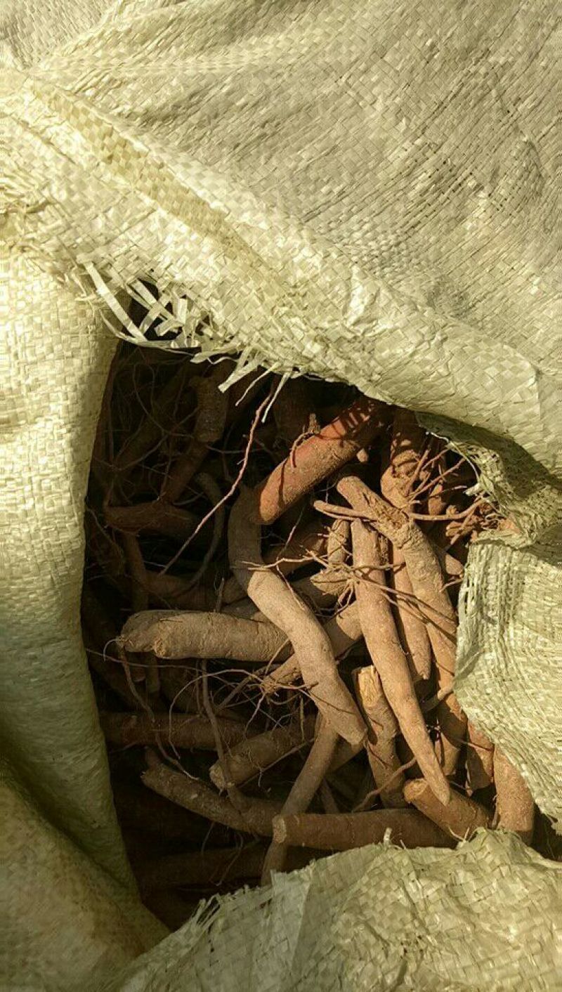 白芍熟狗头片