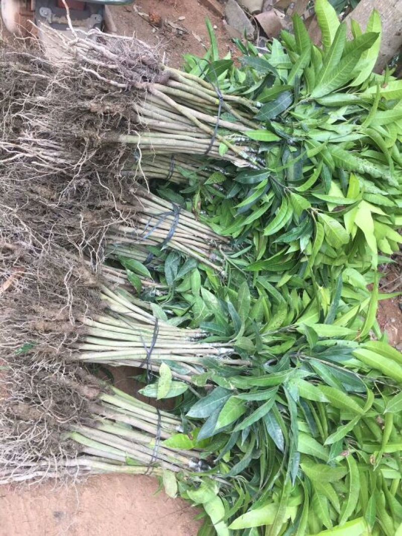 芒果苗1m以下