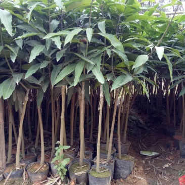 芒果苗1m以下