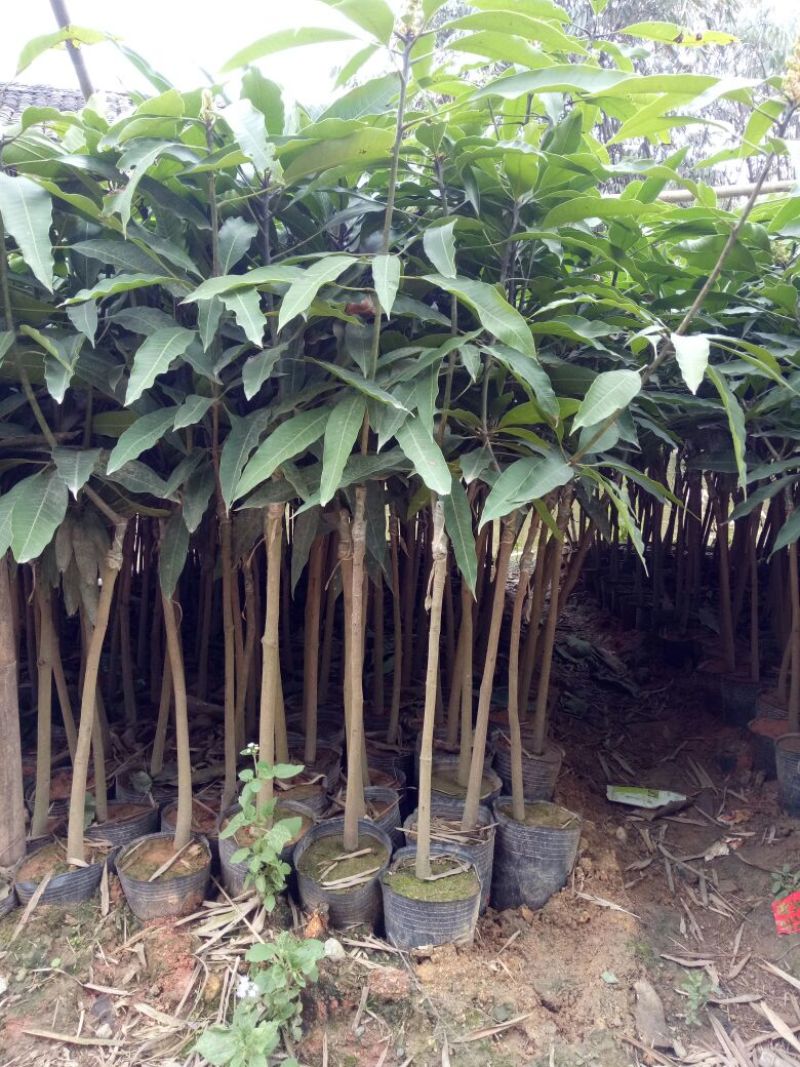 芒果苗1m以下