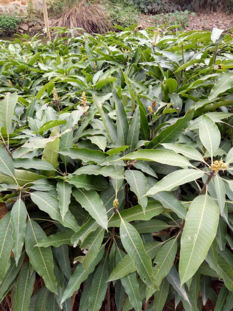 芒果苗1m以下