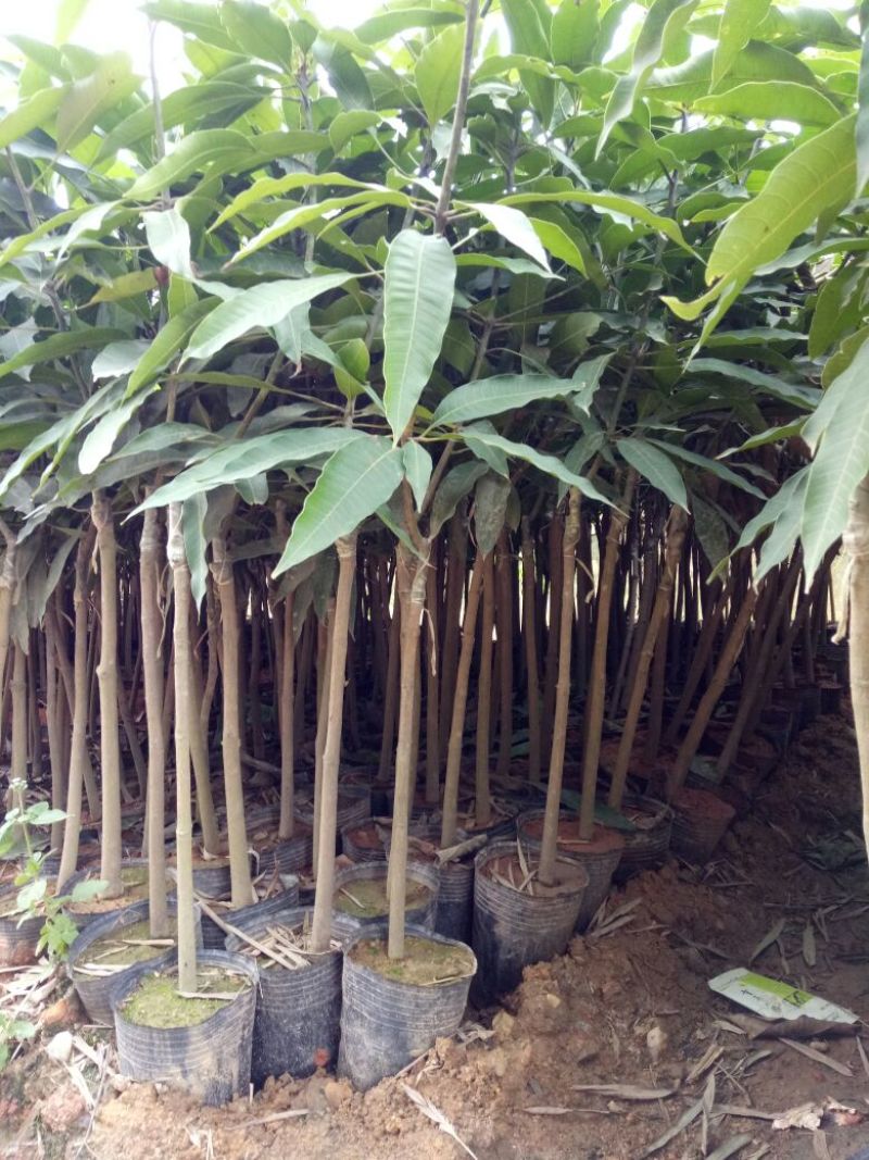 芒果苗1m以下
