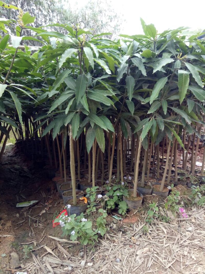 芒果苗1m以下